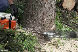 How Our Tree Care Process Works  in  University Center, VA